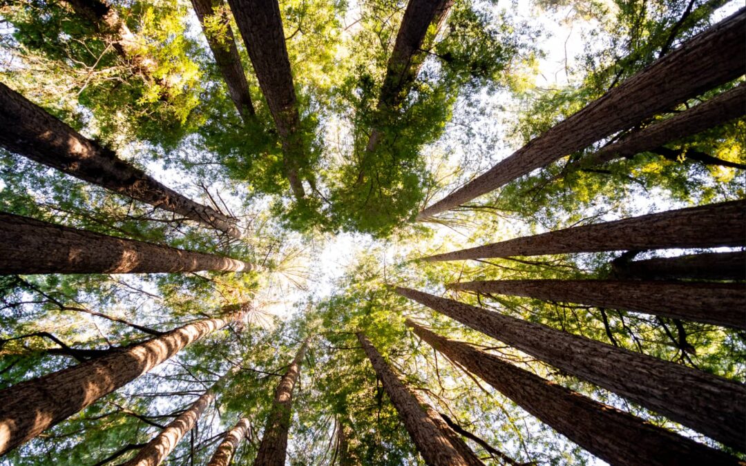 Half Moon Bay Redwoods Elopement | Forest & Coast Wedding