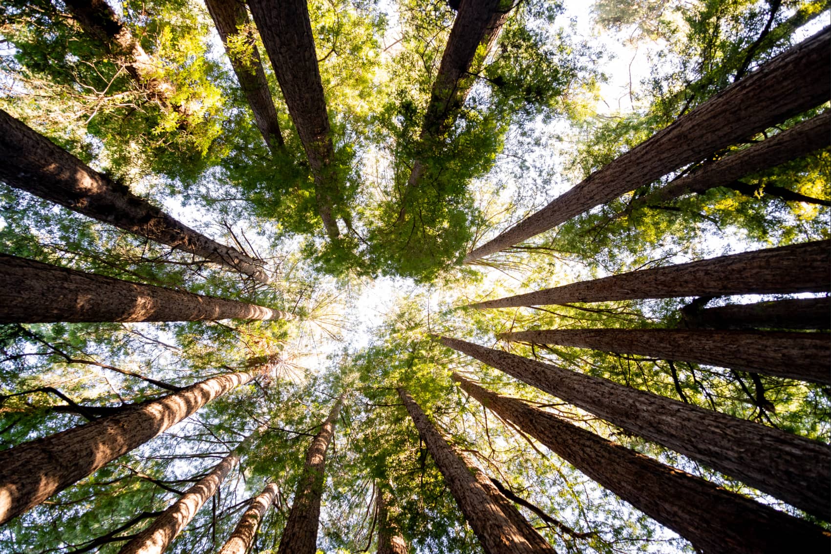 Half Moon Bay Redwoods Elopement | Forest & Coast Wedding